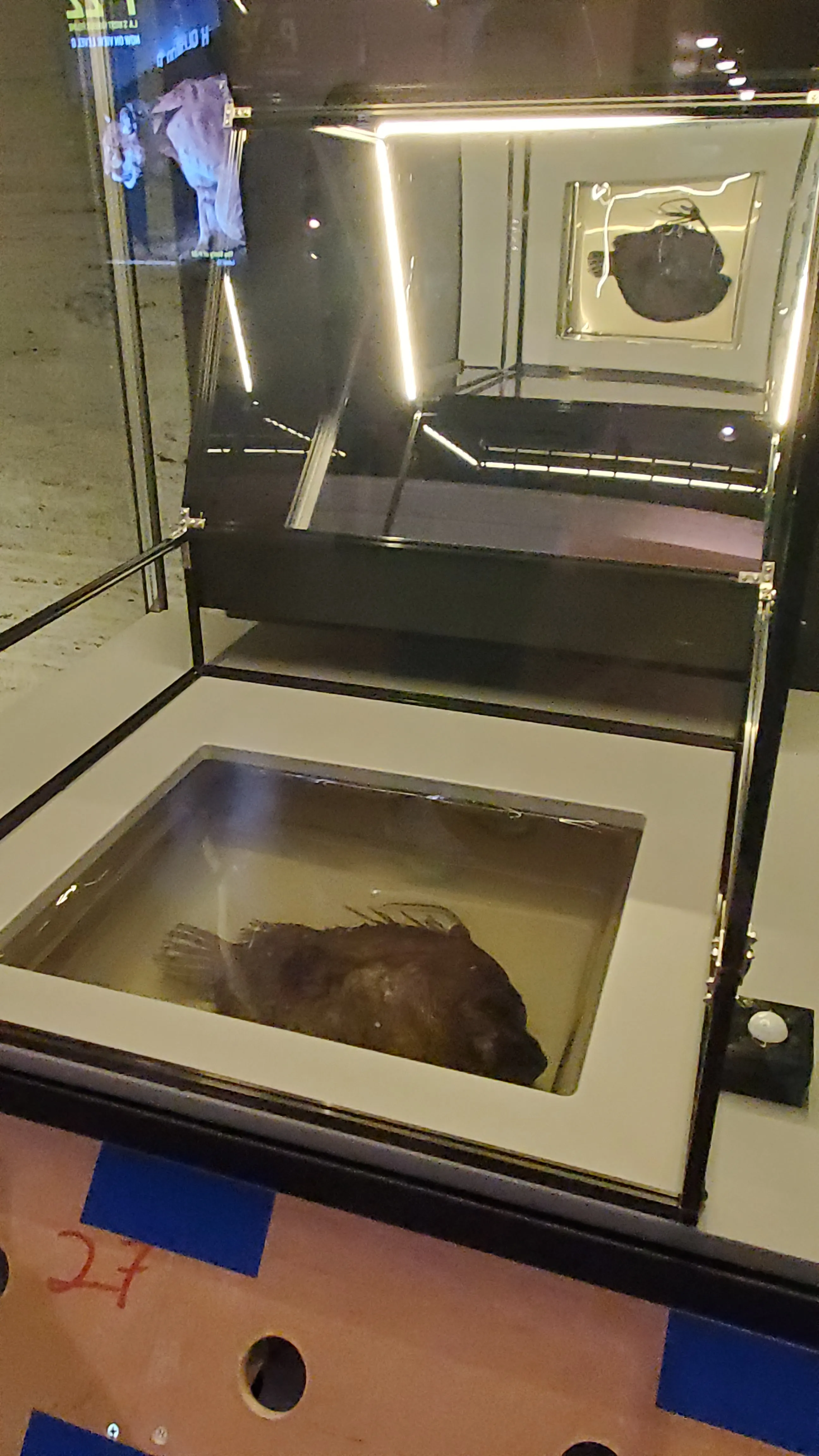 Anglerfish display closeup