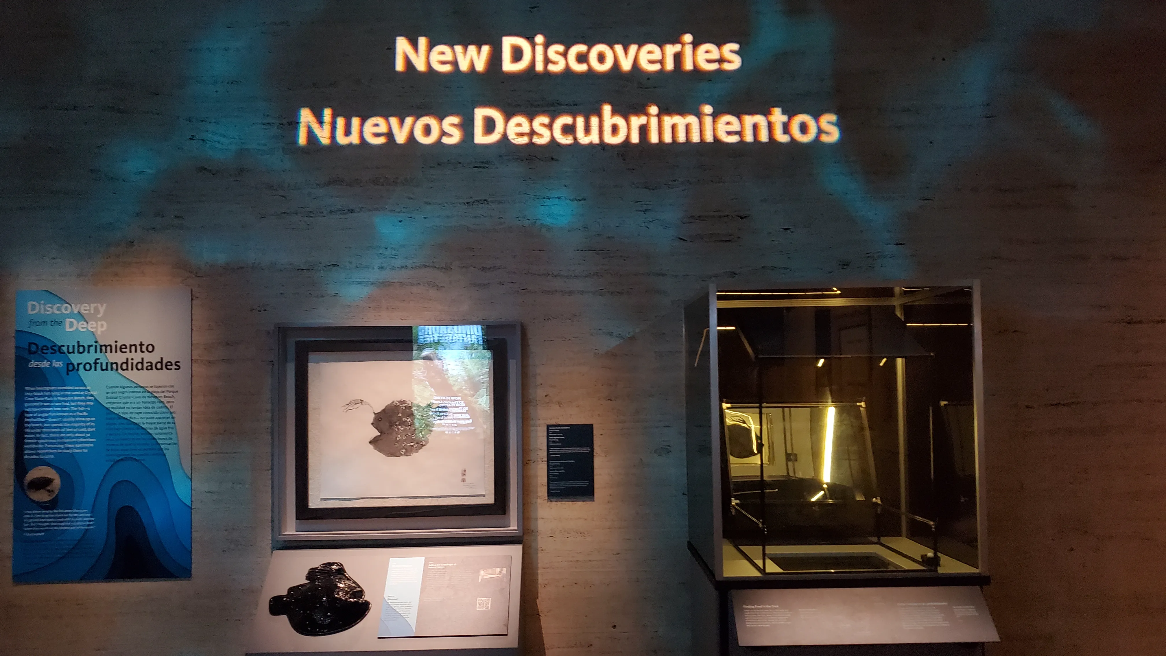 Anglerfish display closeup